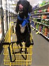 adoptable Dog in new york, ny, NY named Bear (TX)
