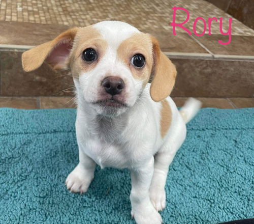 Rory (AL)