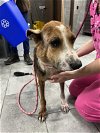 adoptable Dog in york, NE named Scarlet (TX)