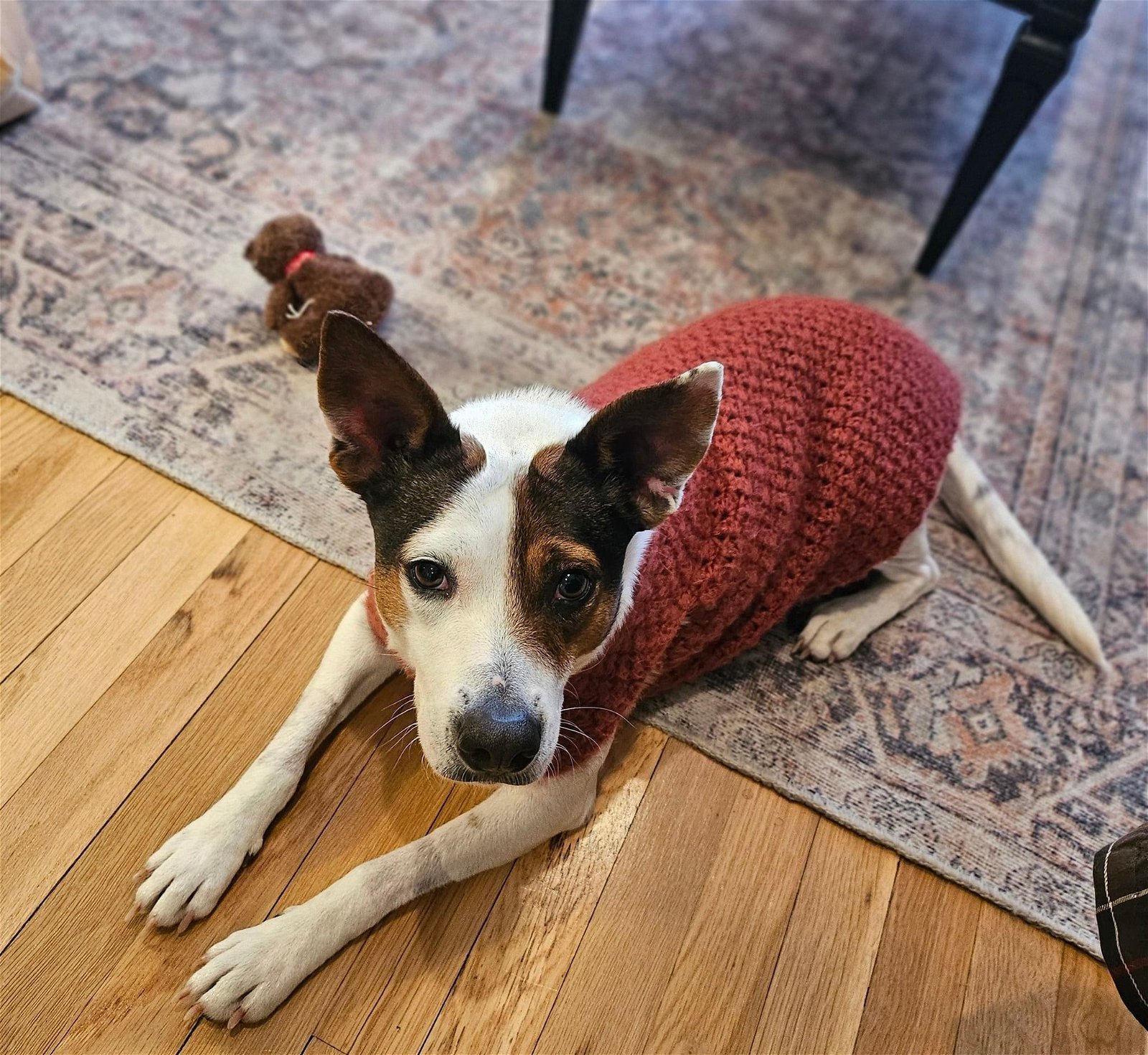 adoptable Dog in New York, NY named Betty (TX1)