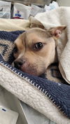 Lucy (NY)