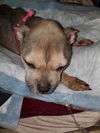 Lucy (NY)