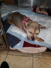 Lucy (NY)