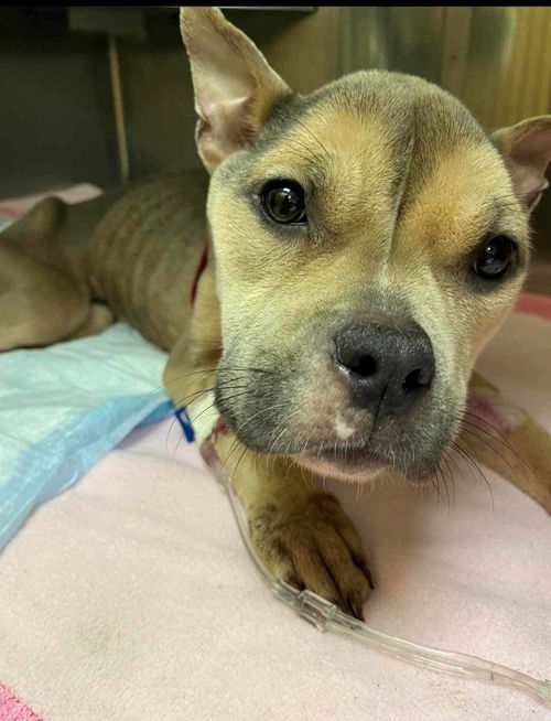 Lucy (NY)
