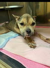 Lucy (NY)