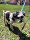 adoptable Dog in  named Molly (TX)