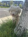 adoptable Dog in york, NE named Buttercup (TX)