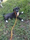 adoptable Dog in  named Zanzibar (TX)
