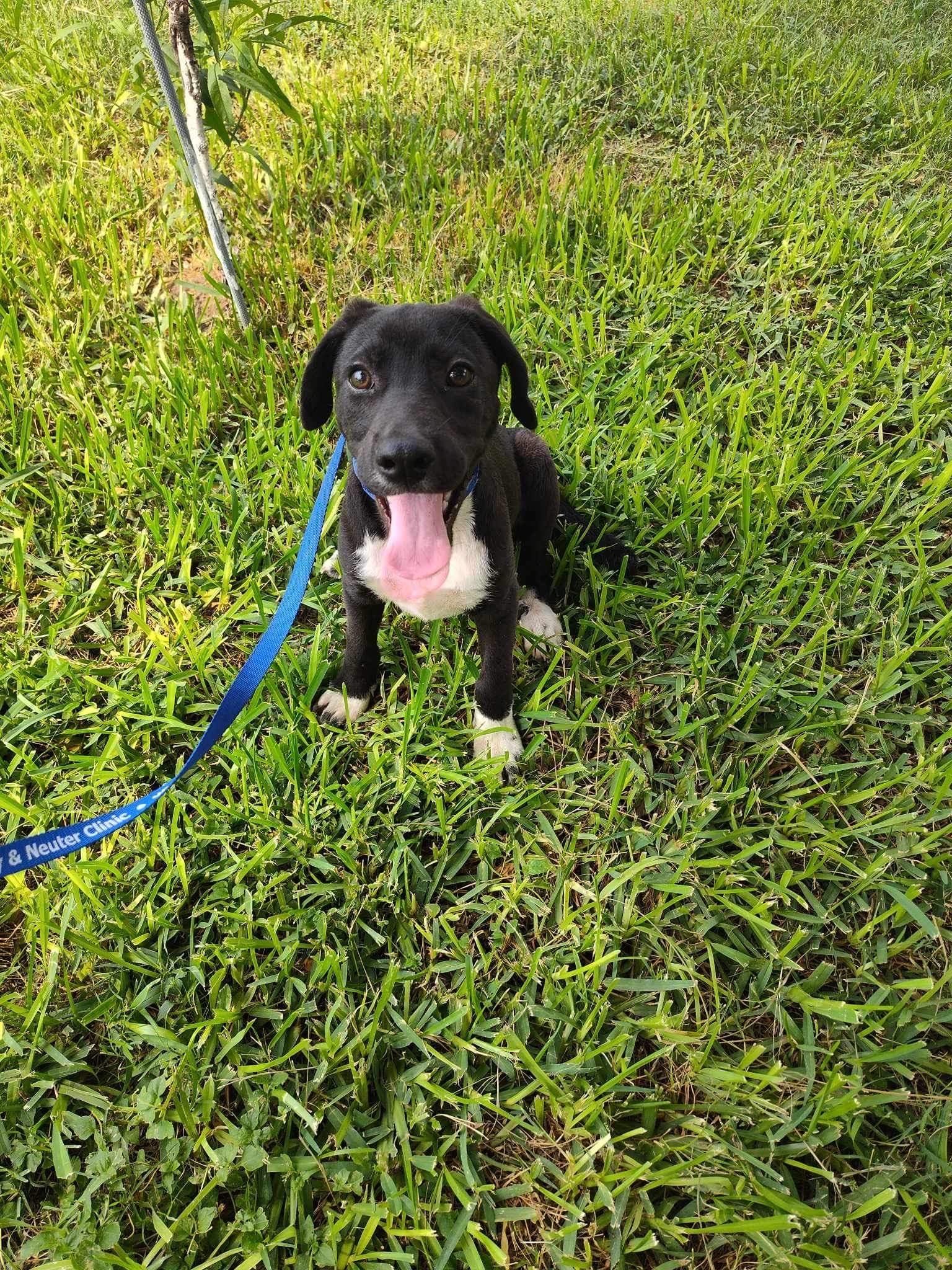 adoptable Dog in New York, NY named Zanzibar (TX)