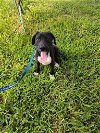 adoptable Dog in york, NE named Zanzibar (TX)