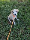 adoptable Dog in new york, NY named Amaryllis (TX)