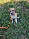 adoptable Dog in  named Eucalyptus (TX)