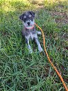 adoptable Dog in , NY named Ferny (TX)
