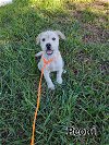 adoptable Dog in  named Peoni (TX)