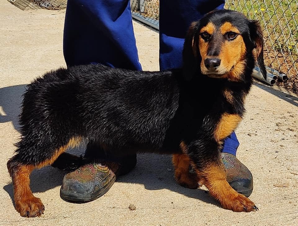 Dog for Adoption - Katelyn (AL), a Basset Hound in White Meadow Lake ...