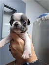 adoptable Dog in  named Peewee (AL)