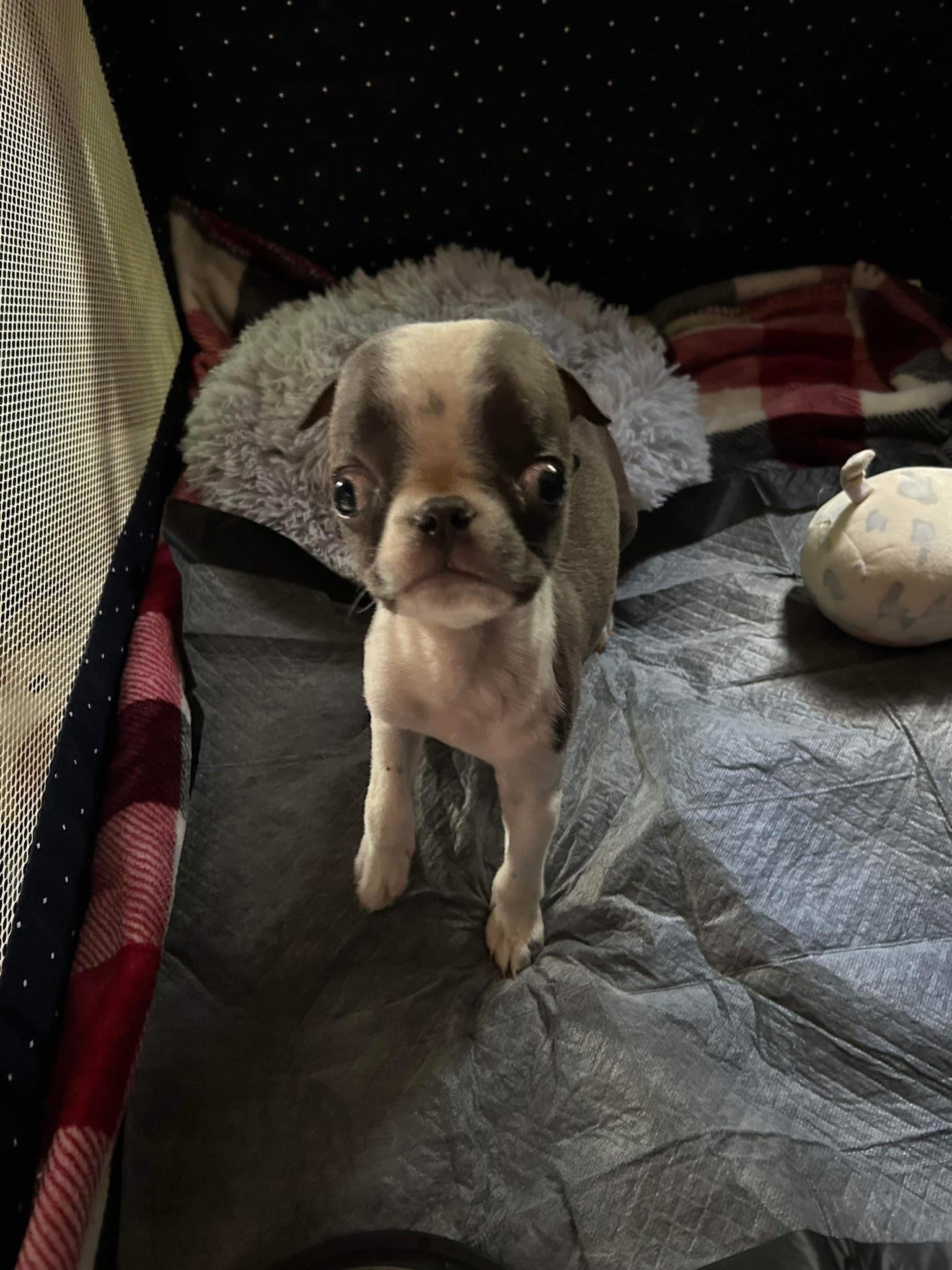adoptable Dog in New York, NY named Peewee (AL)