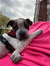 adoptable Dog in  named Chloe (AL)