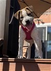 adoptable Dog in york, NE named Chloe (AL)