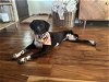 adoptable Dog in york, NE named Bidi (TX)