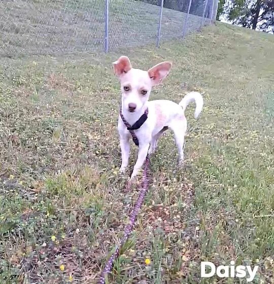 adoptable Dog in New York, NY named Daisy (TX)