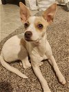 adoptable Dog in york, NY named Daisy (TX)