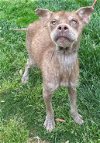 adoptable Dog in new york, ny, NY named Banjo (AL)