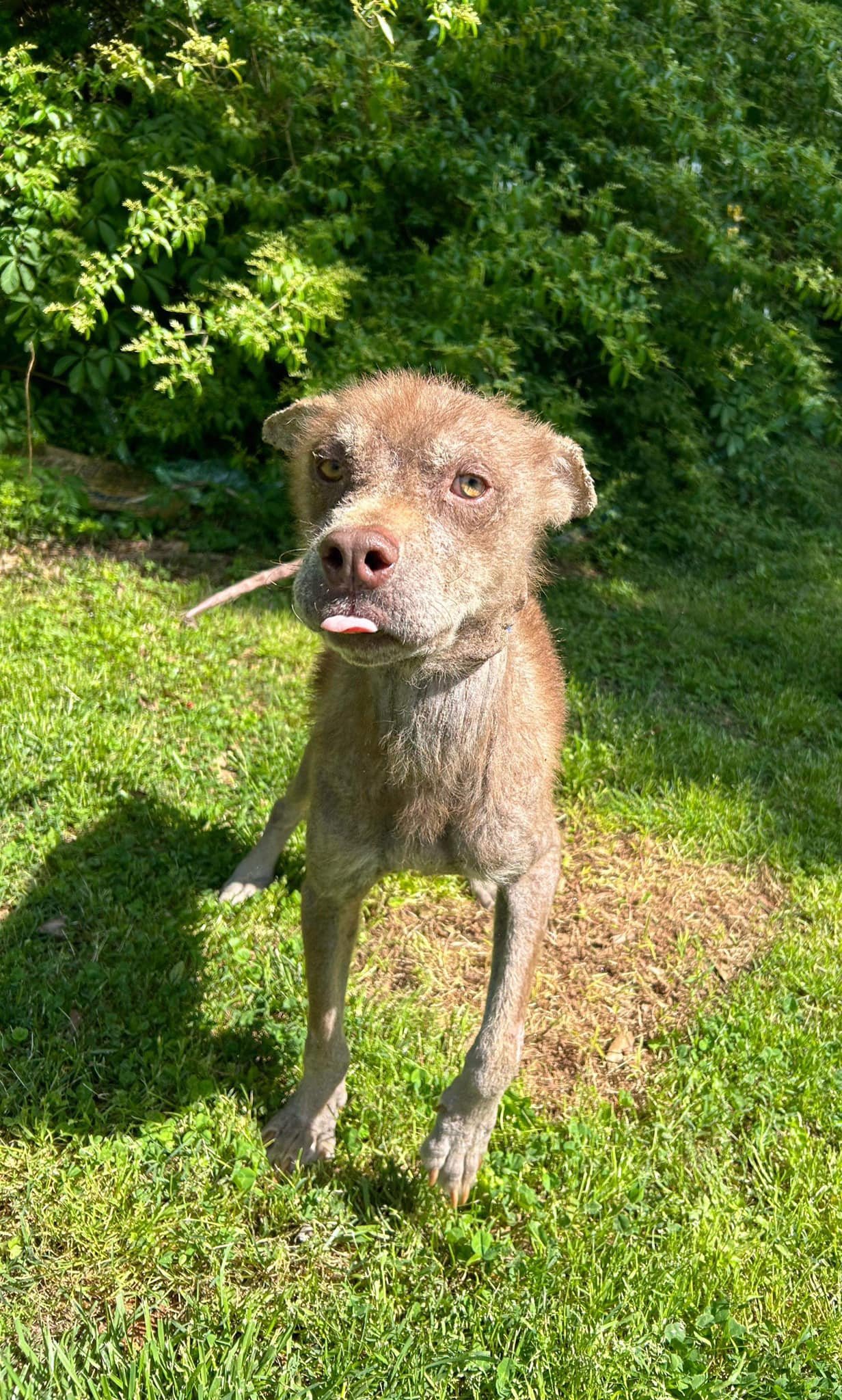 adoptable Dog in New York, NY named Banjo (AL)