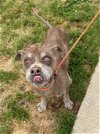 adoptable Dog in york, NY named Banjo (AL)