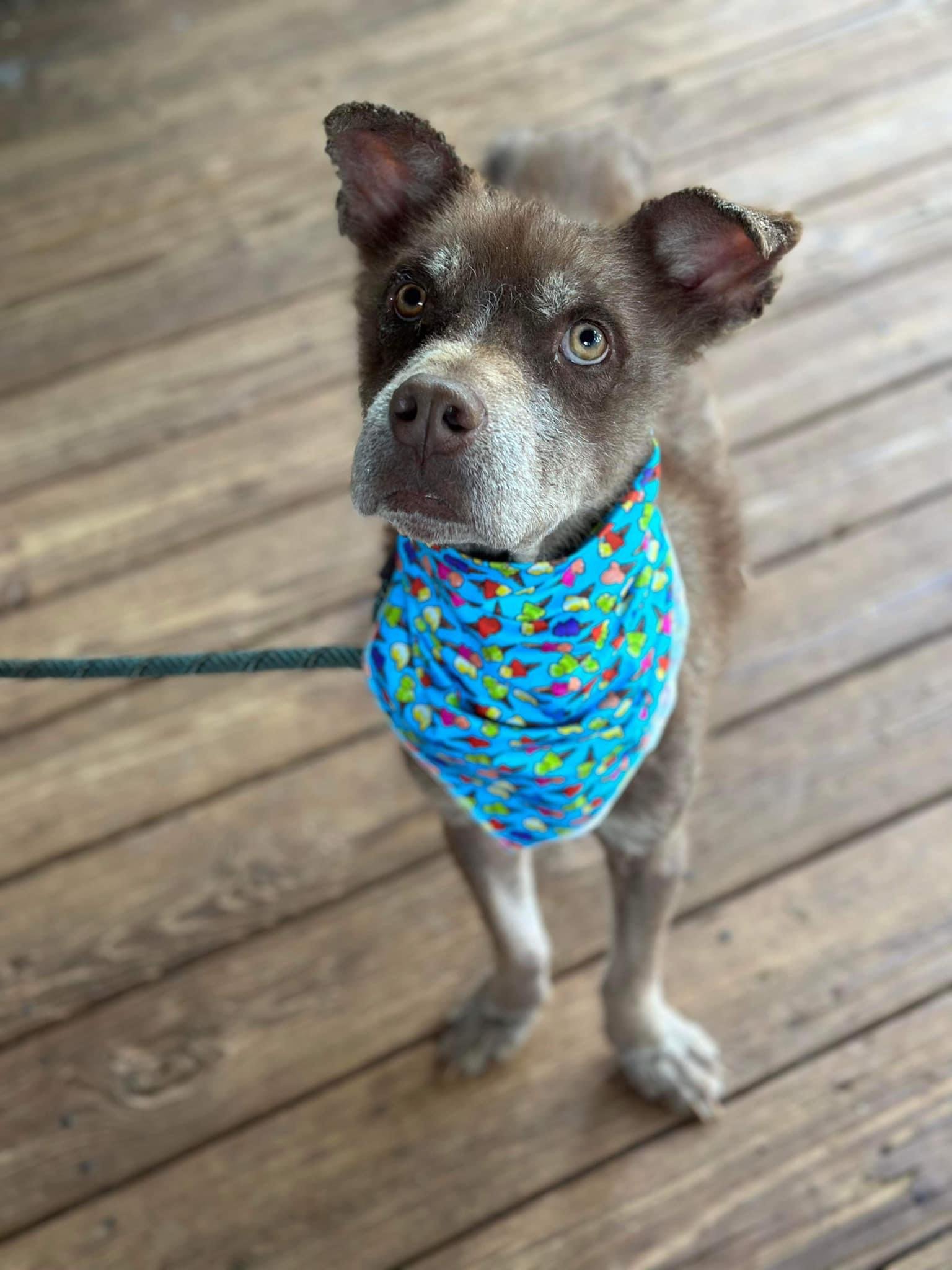 adoptable Dog in New York, NY named Banjo (AL)