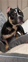adoptable Dog in york, NE named Buffy (AL)
