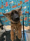 adoptable Dog in  named Tabitha (GA)