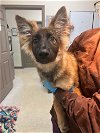 adoptable Dog in york, NE named Tabitha (GA)
