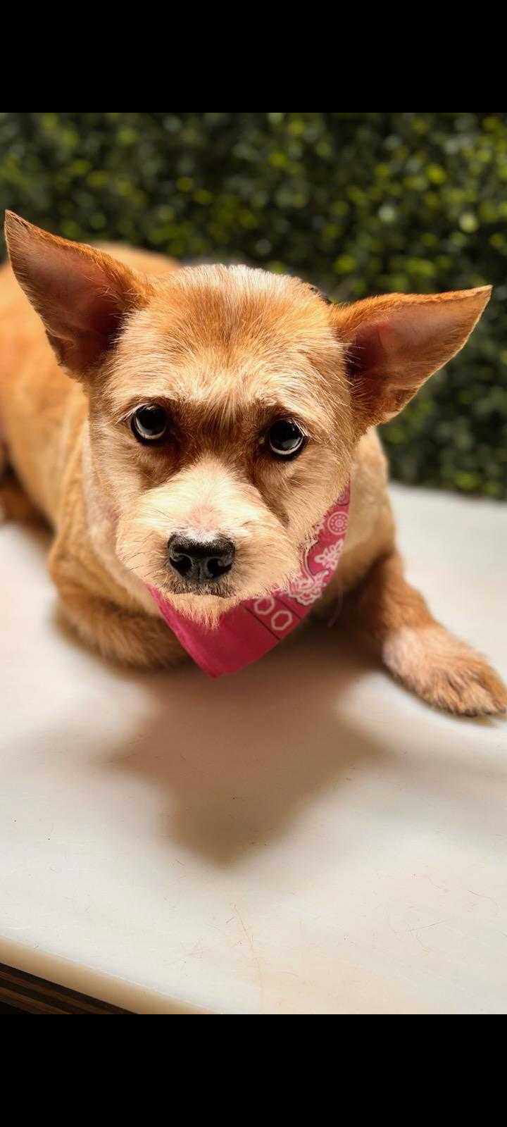 Dog For Adoption - Chip (tx), A Chihuahua In New York County, Ny 