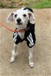 adoptable Dog in york, NE named Winston (AL)