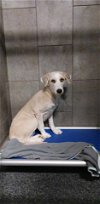 adoptable Dog in york, NE named Chiki (TX)