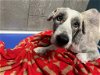 adoptable Dog in  named Zeldan(TX)