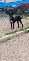 adoptable Dog in new york, NY named Anya (TX)