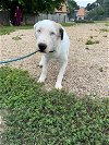 adoptable Dog in  named Zedge (TX)