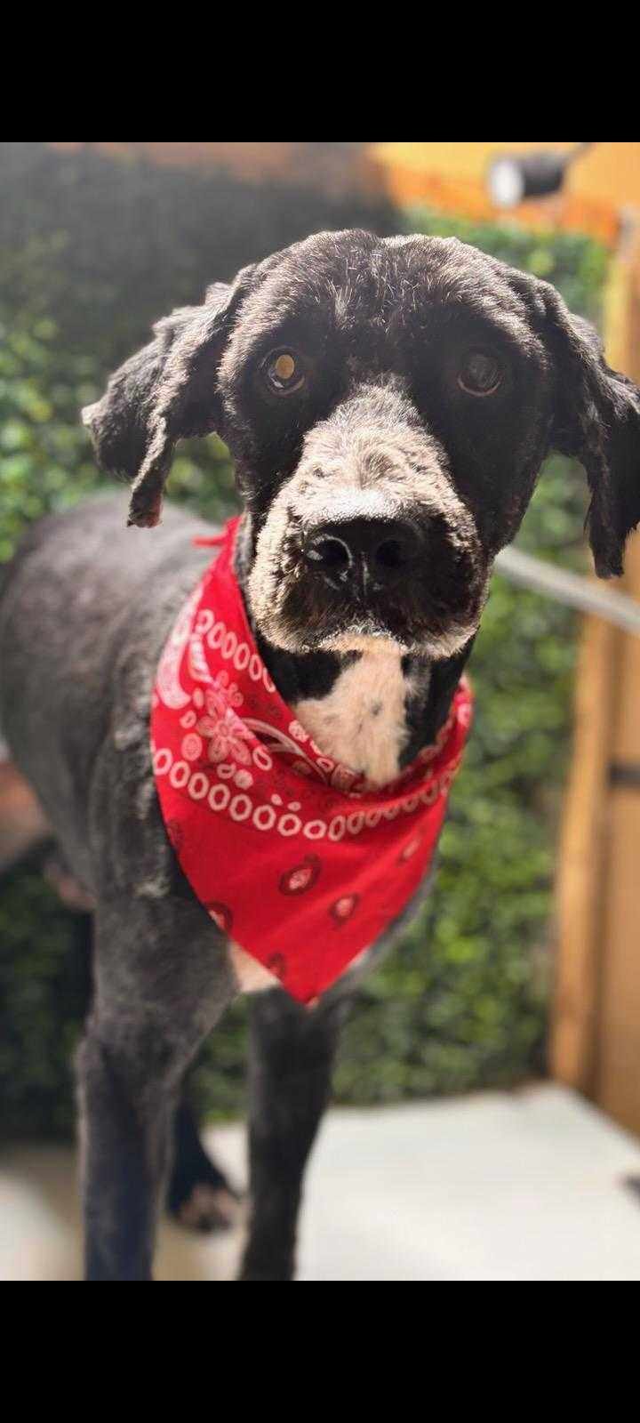adoptable Dog in New York, NY named Franky (TX)