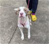 adoptable Dog in  named Curtis (AL)