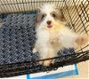 adoptable Dog in york, NY named Toby (SC)