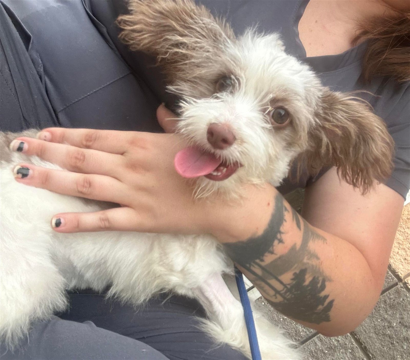 adoptable Dog in New York, NY named Toby (SC)