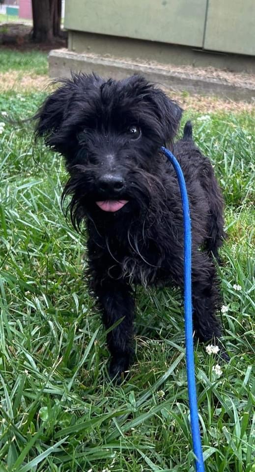 adoptable Dog in New York, NY named Rhett (SC)