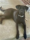adoptable Dog in  named Demi (MS)