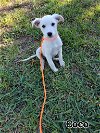 adoptable Dog in york, NE named Coco (TX)