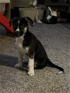 adoptable Dog in york, NE named Colby (TX)