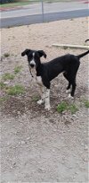 adoptable Dog in  named Zep (TX)