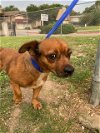 adoptable Dog in  named Somora (TX)
