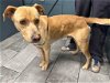 adoptable Dog in york, NY named Billy (TX)